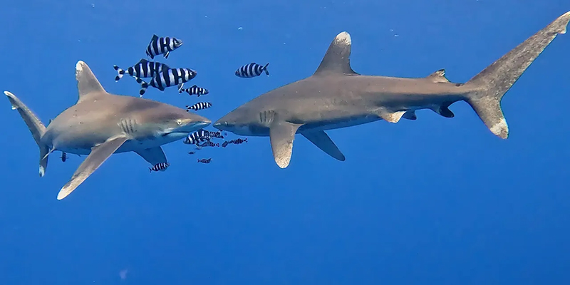 Oceanic Whitetip Sharks (Longimanus) | Elphinstone Reef